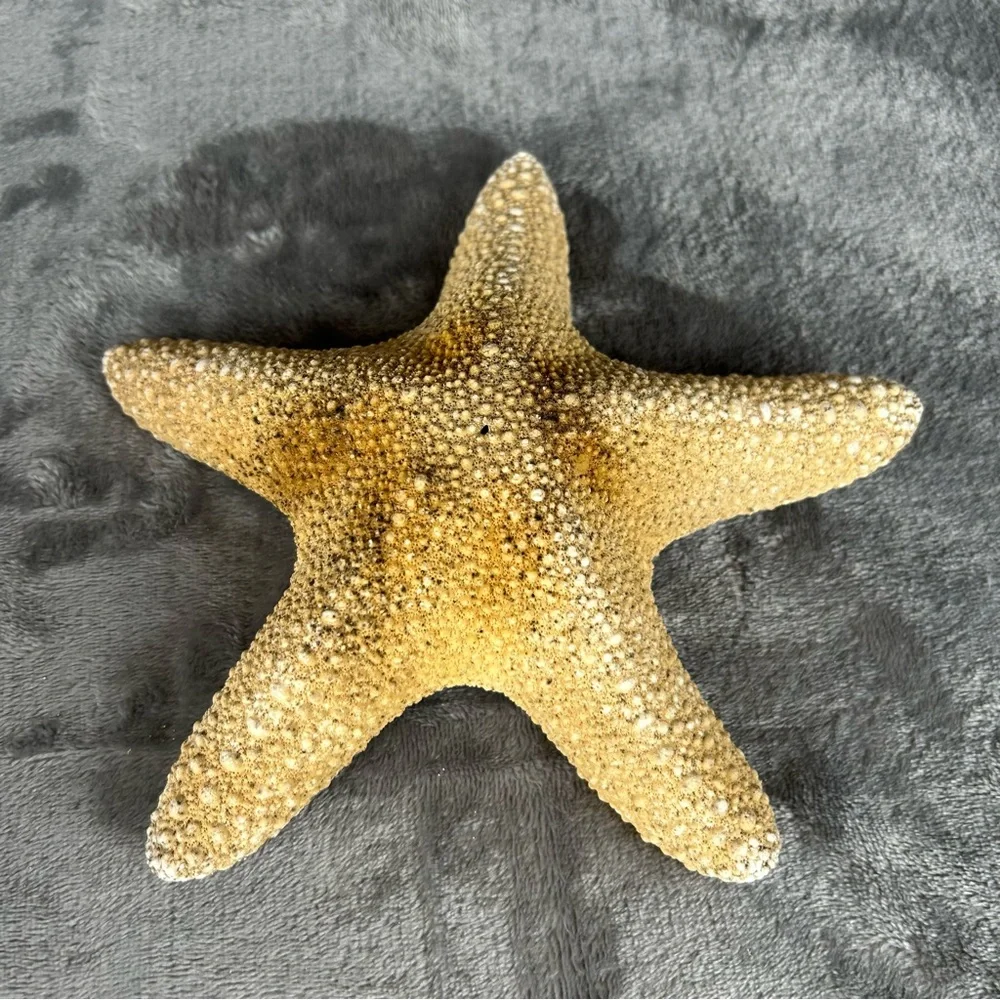 Natural Dried Starfish Decor Coastal Beach Home Accent Large 8” Patrick Nautical